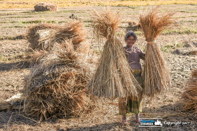 Older Nepali lady harvests grain.jpg