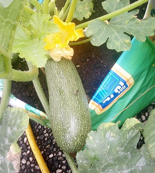 zuchini1.jpg