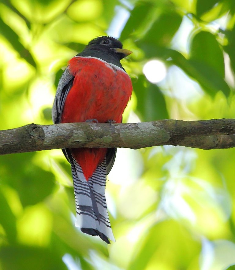 Trogon_collaris_-_Collared_Trogon.JPG