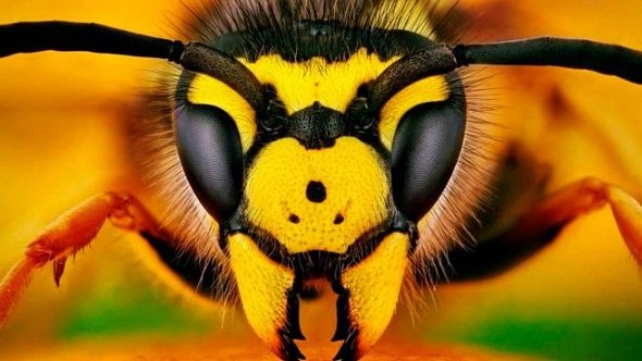 los-mejores-repelentes-naturales-para-perder-de-vista-a-las-abejas-1-655x368.jpg