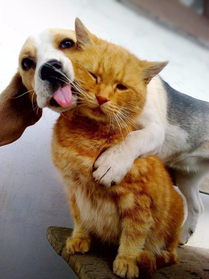 dogs-and-cats10.jpg