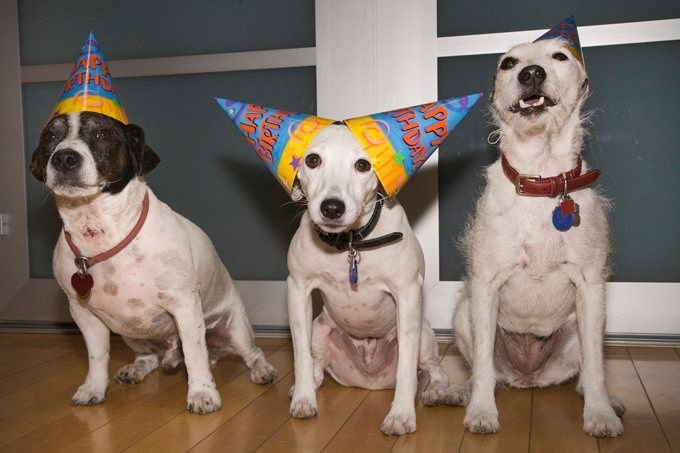 dogust-dog-birthday-party.jpg