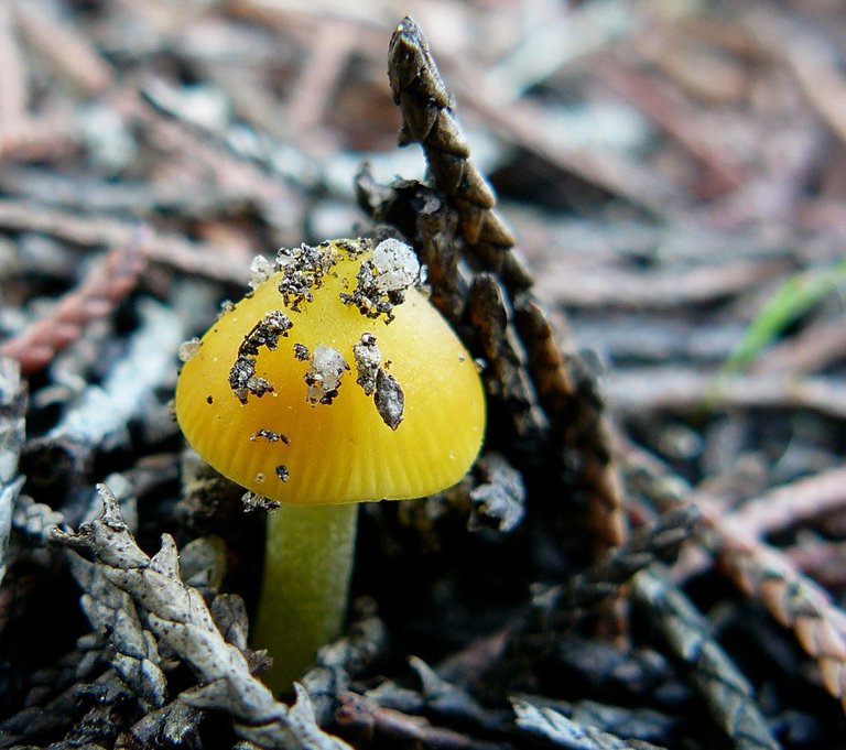 mushroom yellow mini.jpg