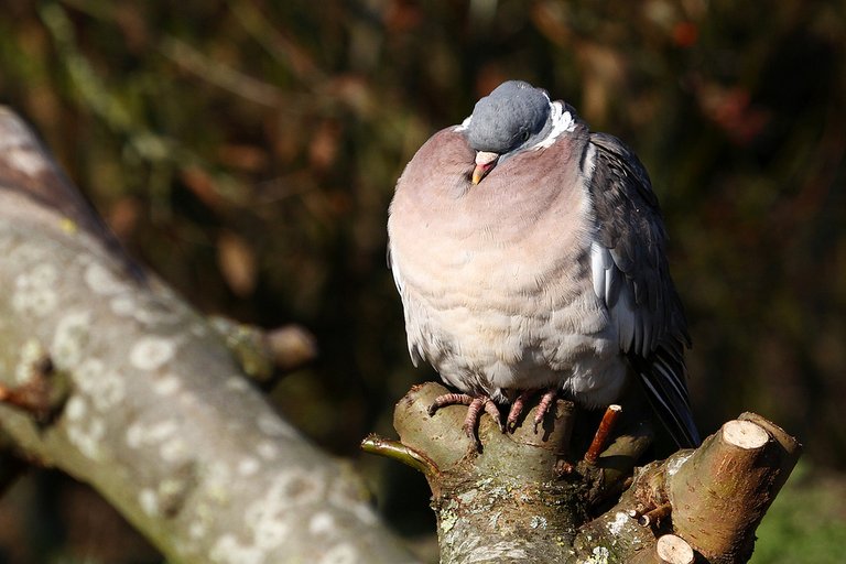 wood pigeon.jpg