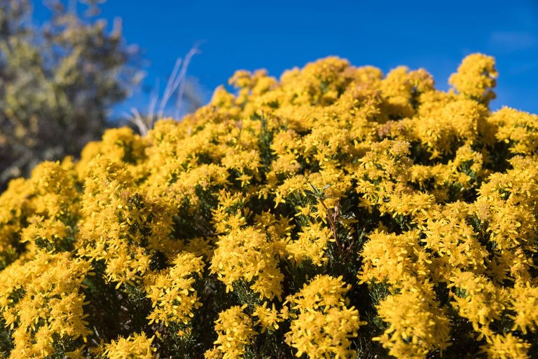 Yellow Flowers.jpg