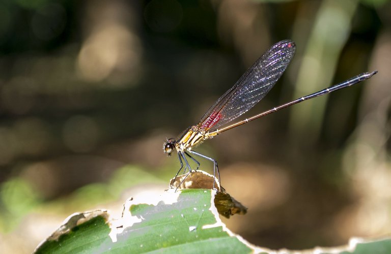 dragonfly-91258_1920.jpg