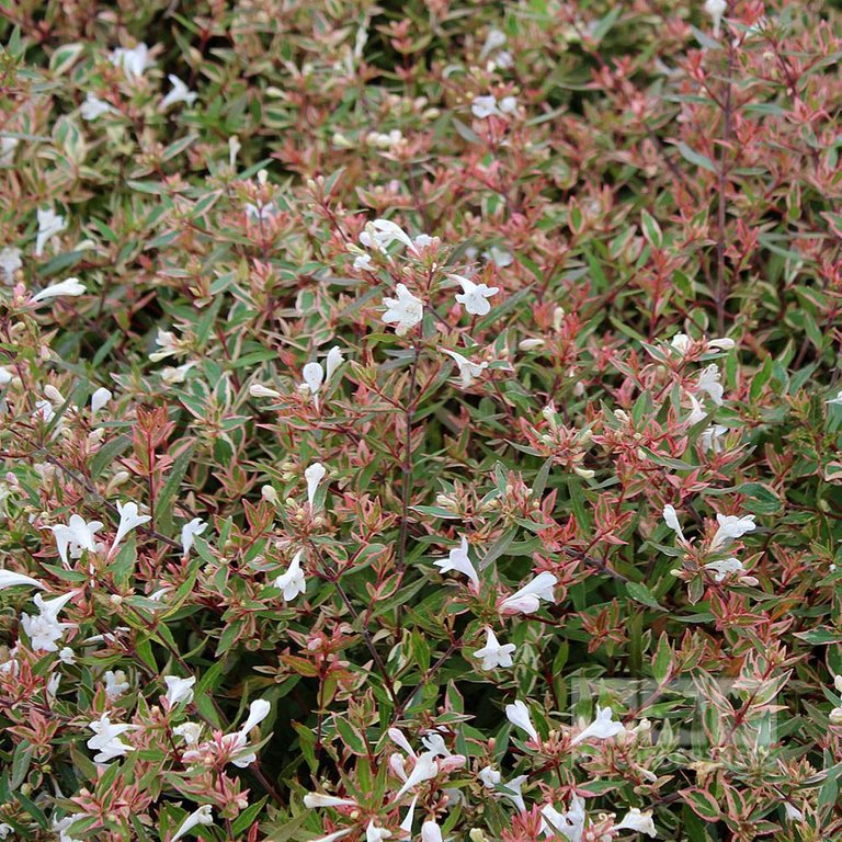 Abelia-Confetii.jpg