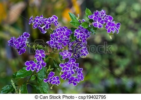 duranta-erecta-purple-flower-stock-photograph_csp19402795.jpg