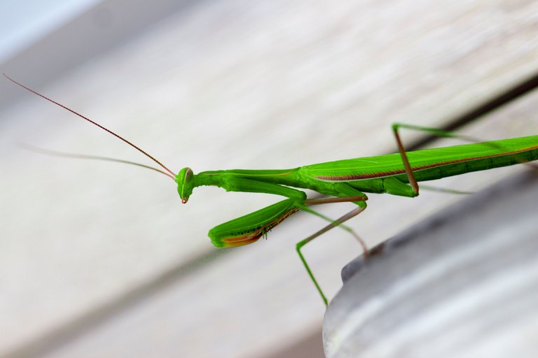 stock-photo-super-mantis-223196705 (1).jpg