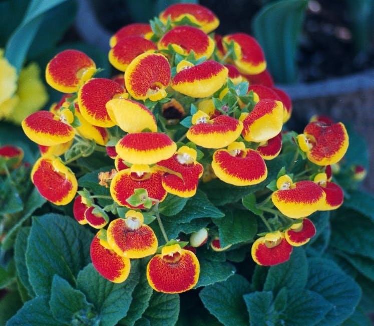 bladder-plant-bladder-plant-red-419687.jpeg