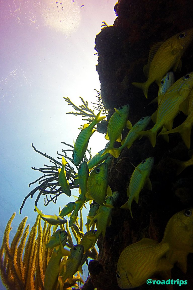 snappers-cuba.jpg