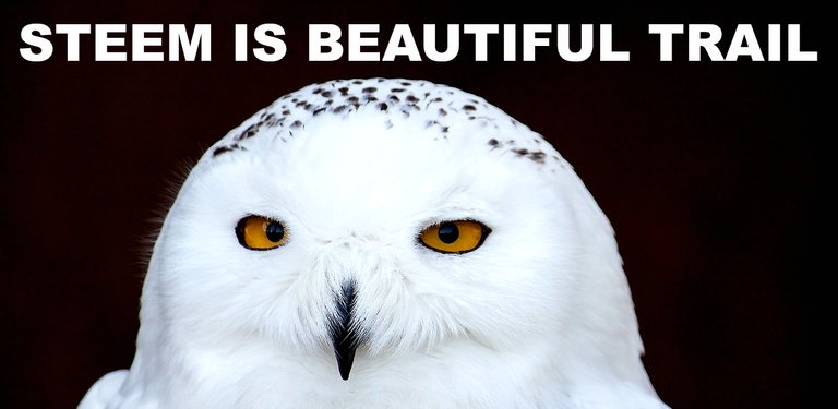 snow-owlSibTrail.jpg