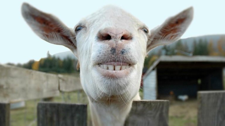 ww-funny-animal-faces-goat.adapt.945.1.jpg