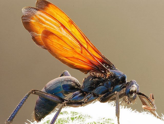 avispa tarantula hawk wasp 4.jpg