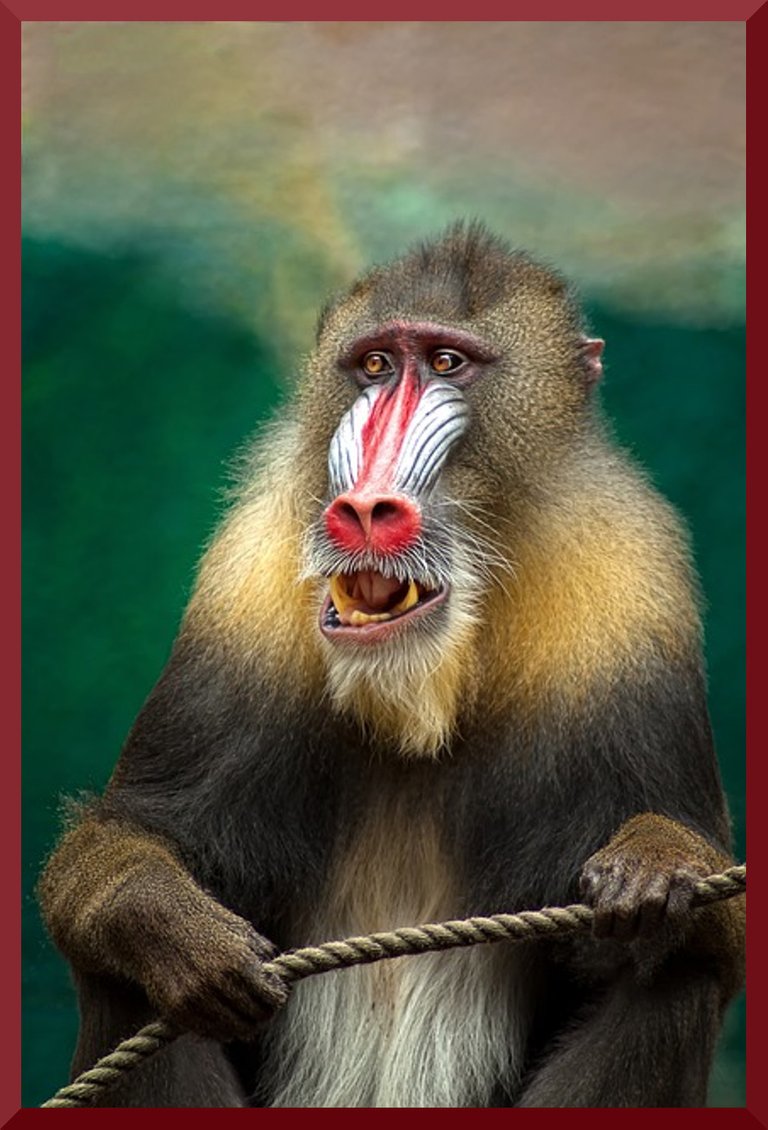 concerned primate4.jpg