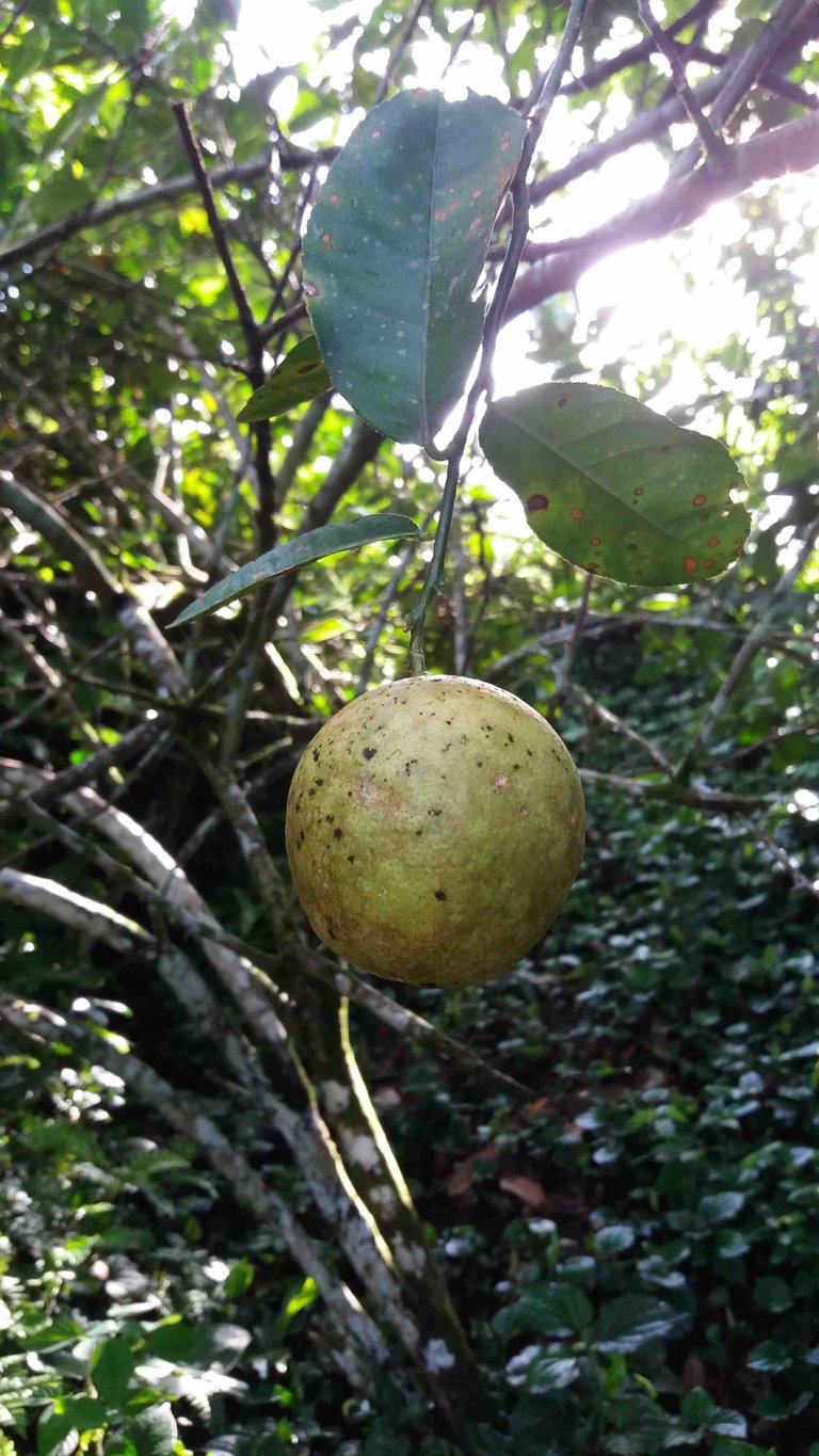 ripe lime fruit.jpg