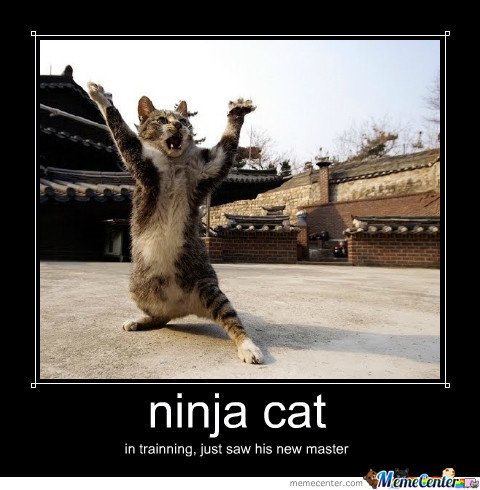 ninja-cat_o_1520039.jpg