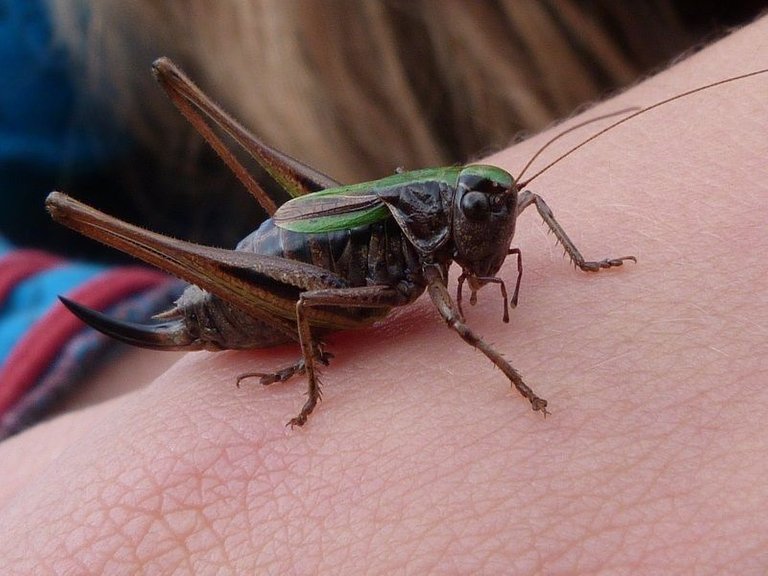 bog bush cricket in hand.jpg