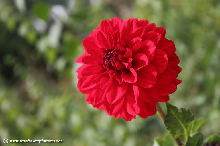 red-dahlia-Photos-pics-images-pictures-9.jpg