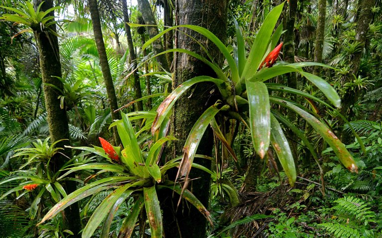 Flickr_-_ggallice_-_Bromeliads.jpg