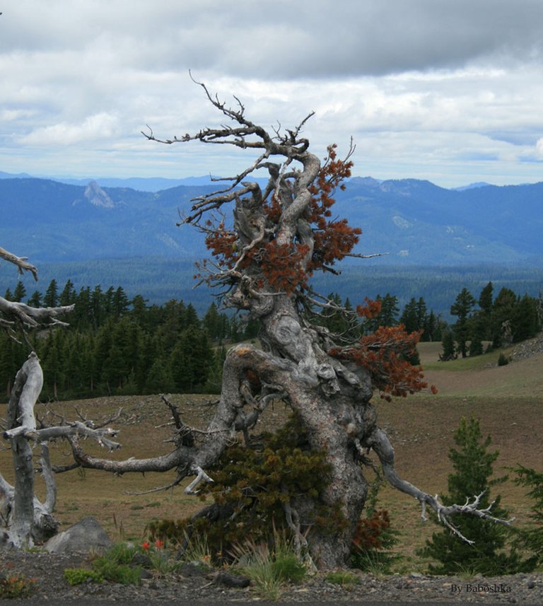 Tree_oregon.jpg