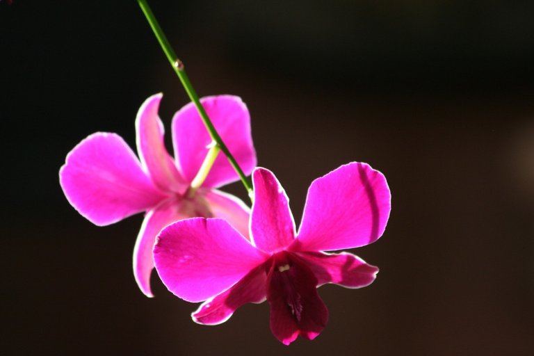 My Orchids.jpg