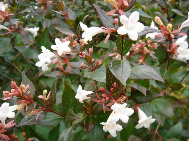 Abelia_x_grandiflora_P10_P13_P1C.jpg