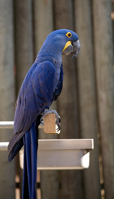 El guacamayo de Lear.jpg