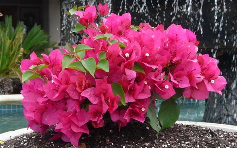 12767-Helen-Johnson-Bougainvillea.jpg