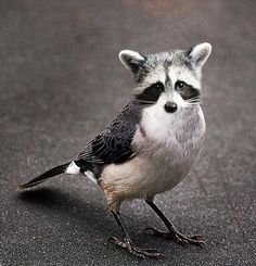 racoonbird.jpg