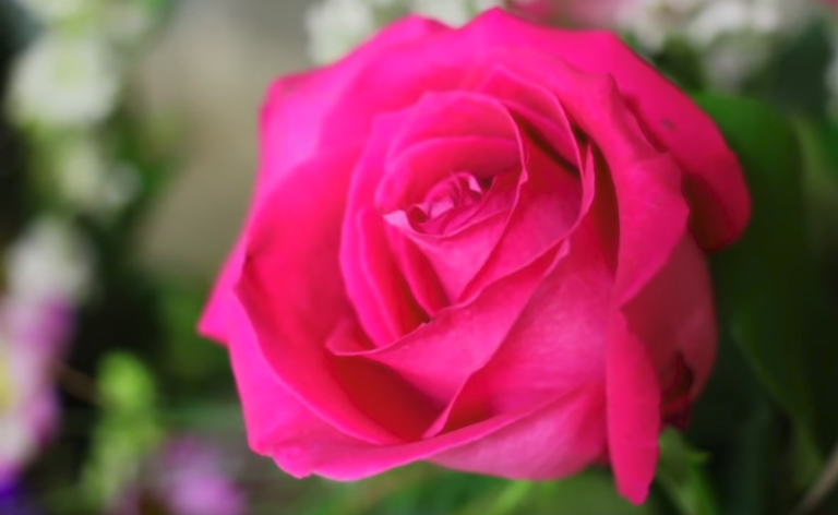 Rose.png