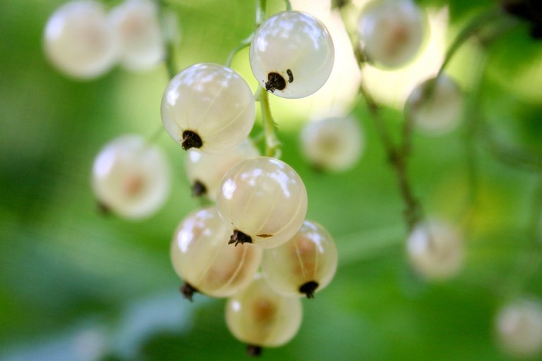 White_currant.jpg