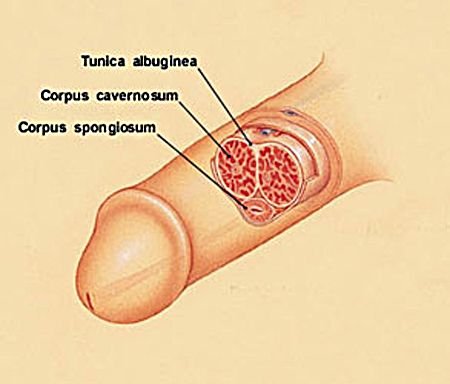 CorpusSpongiosumDiagramLargerWEB.jpg