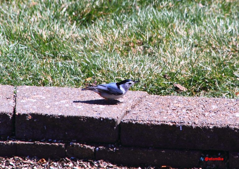 white-breasted nuthatch PFW22-sa0039.JPG