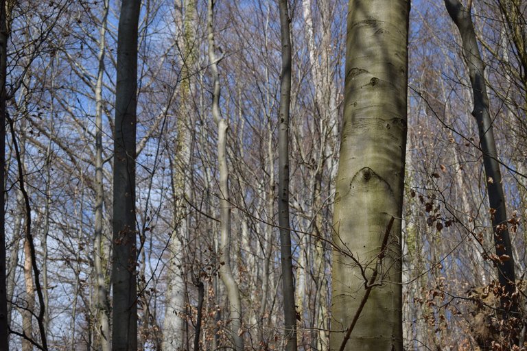 DSC_0175.JPG