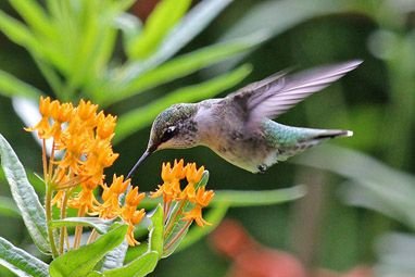 Butterfly-Weed.jpg