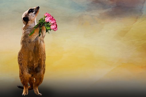 animal-3355366__340.jpg