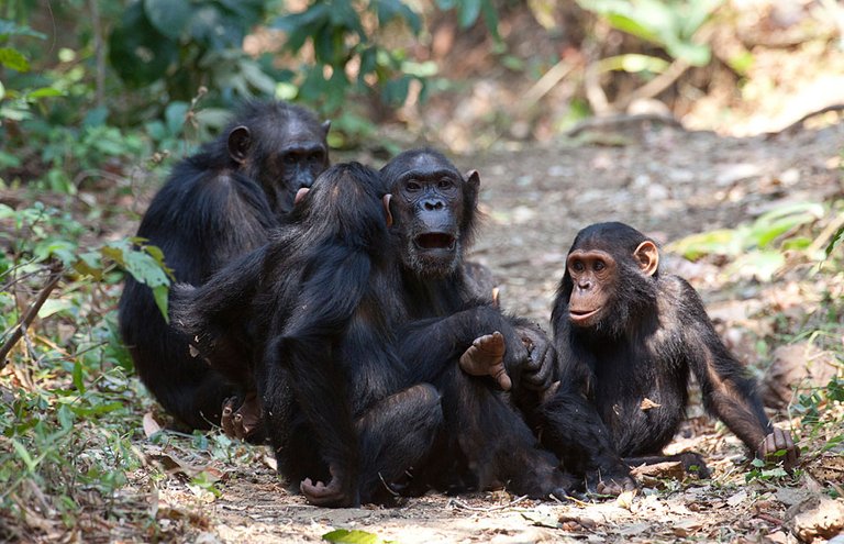 Gombe_National_Park.jpg