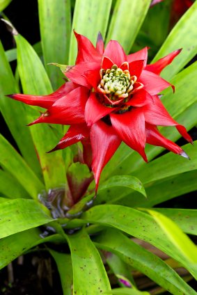 Guzmania-lingulata.jpg