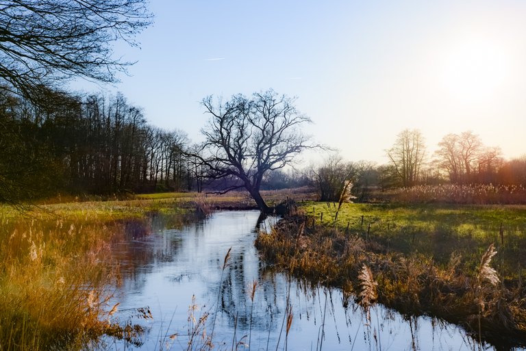 old-tree-at-the-river.jpg