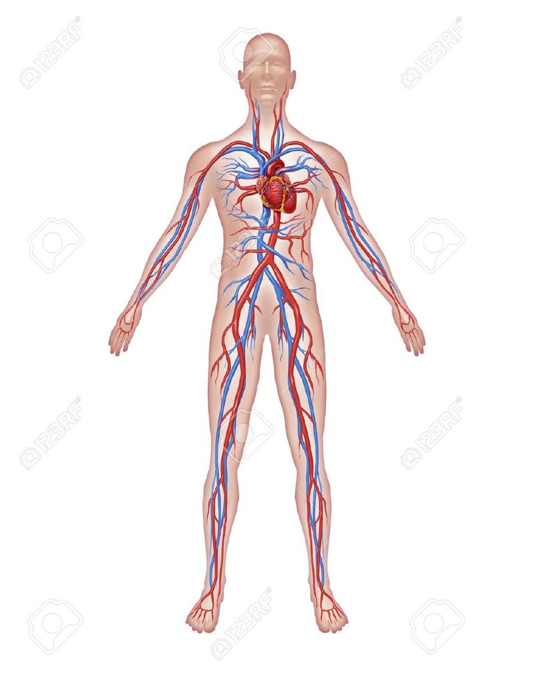 11995641-human-circulation-anatomy-and-cardiovascular-heart-system-with-a-healthy-body.jpg