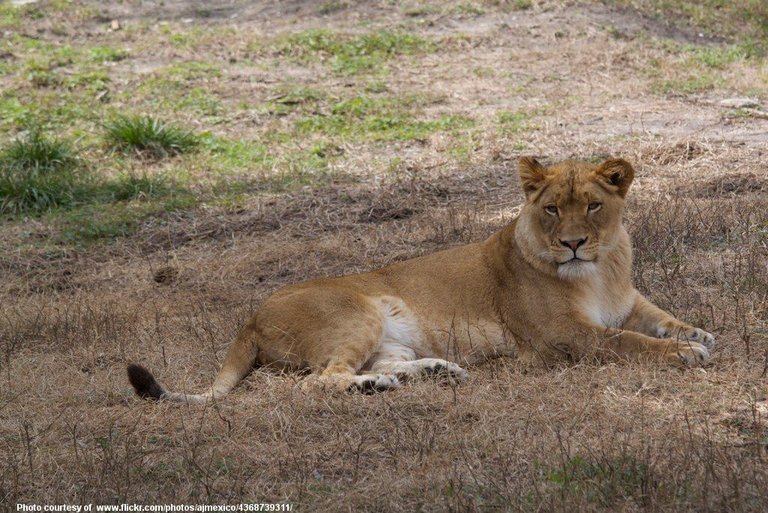 Lioness-001-031818.jpg