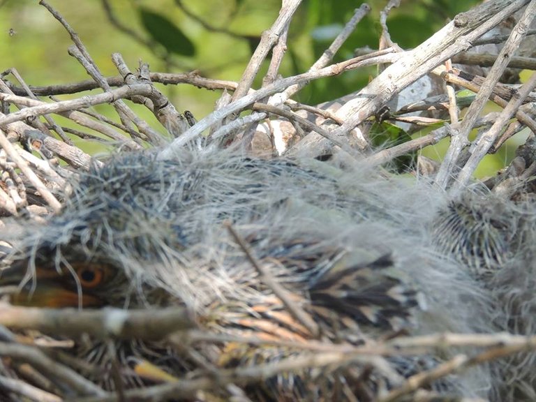 Yellow Crown in Nest hidden.jpg