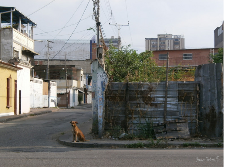 perro esperando.png