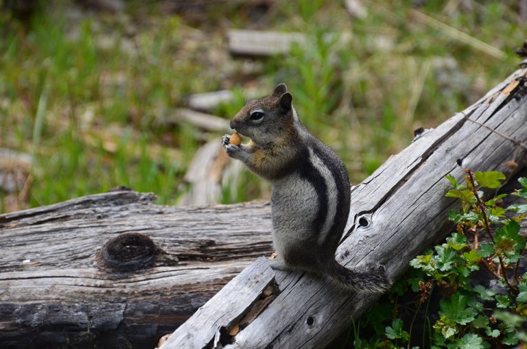 Chipmunk1.jpg