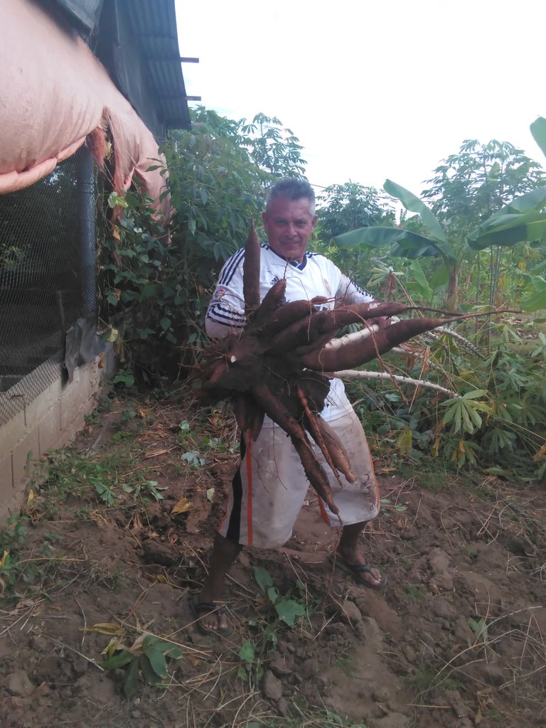 yuca1.jpg