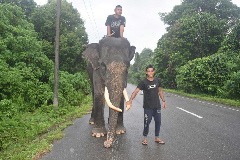 foto gajah2.jpg