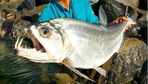 Payara1.jpg