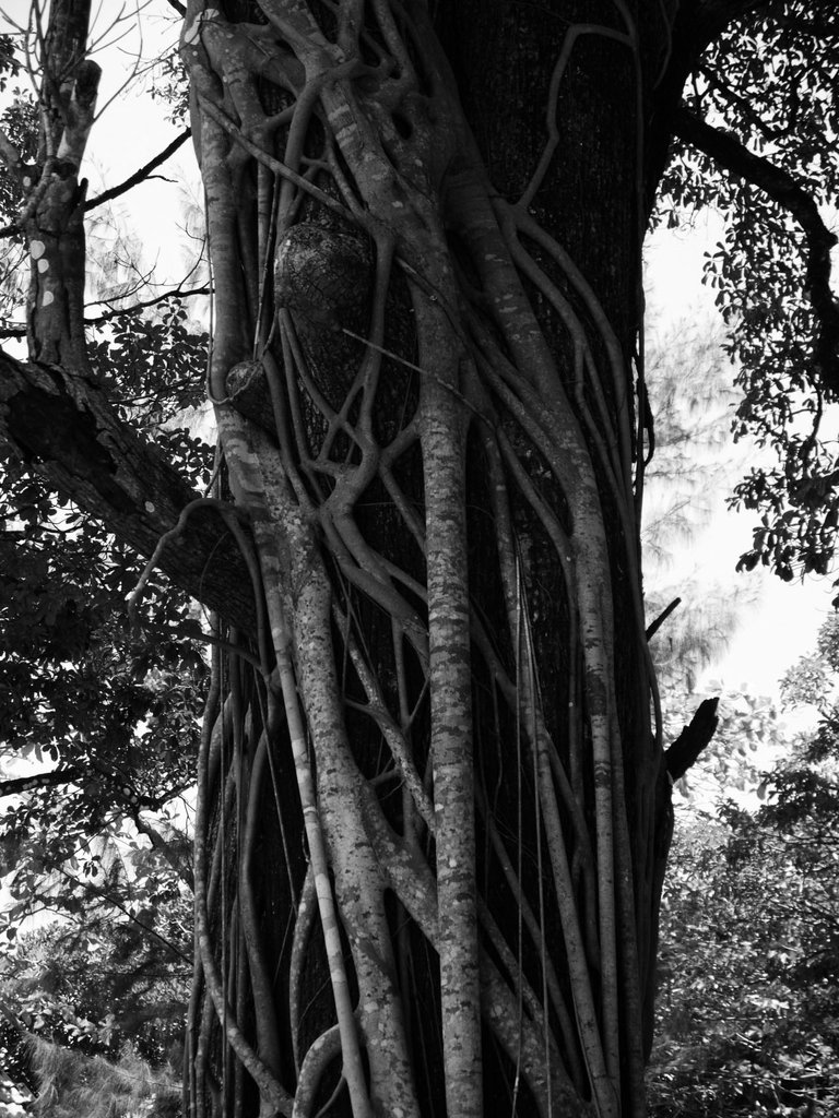 80685953007 - vine slowly takes over the tree koh tachai.jpg