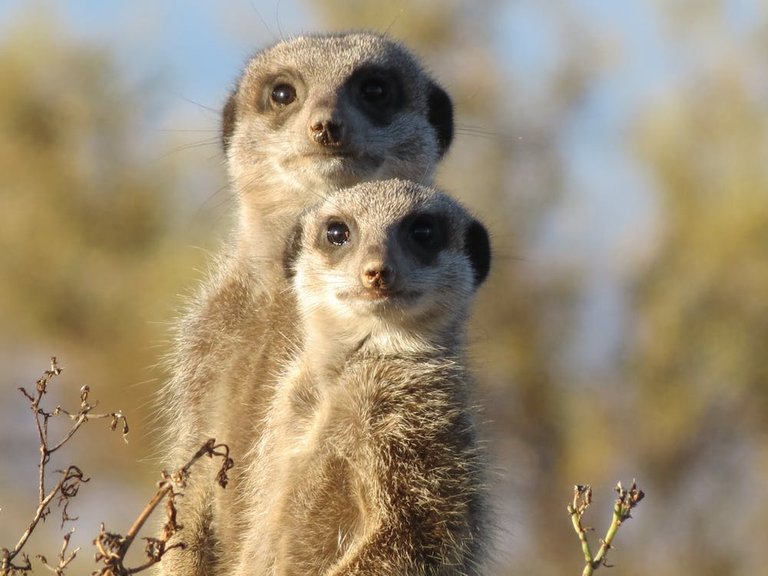 Brown and Gray Meerkat.jpeg